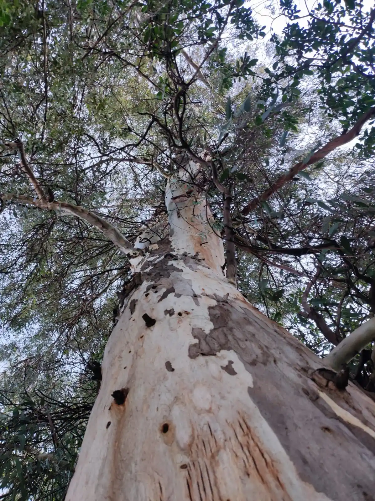 Arbol, Ramas, Arbol desde abajo, Hojas