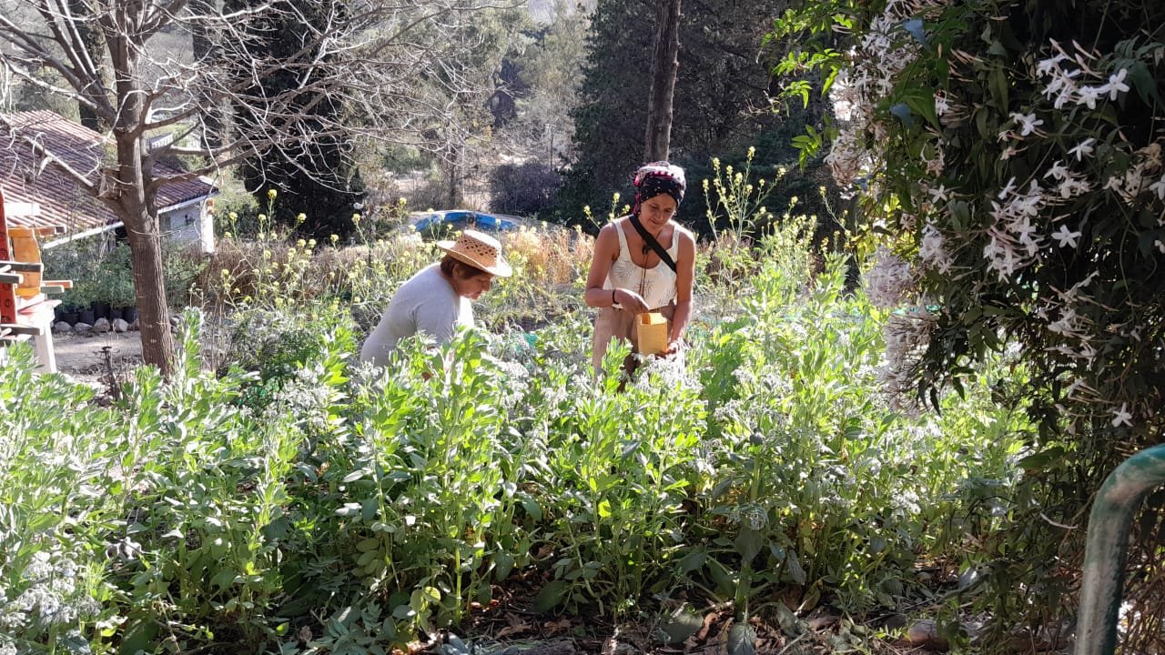 Cosechar, Plantas Medicinales