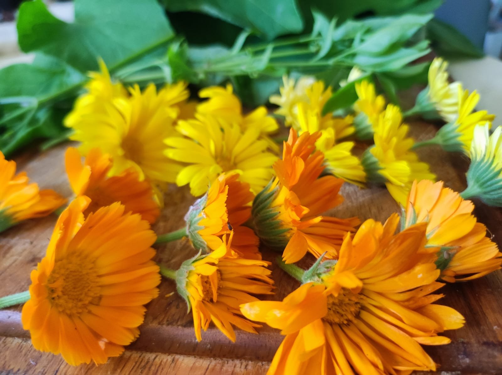 Flores, Naranjas, Fruto, Flores naranjas, Herbolaria, Ramo