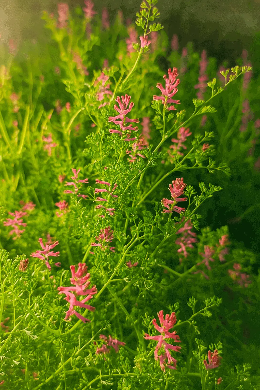 Flores, Rosa, Flores Rosas, Planta medicinal