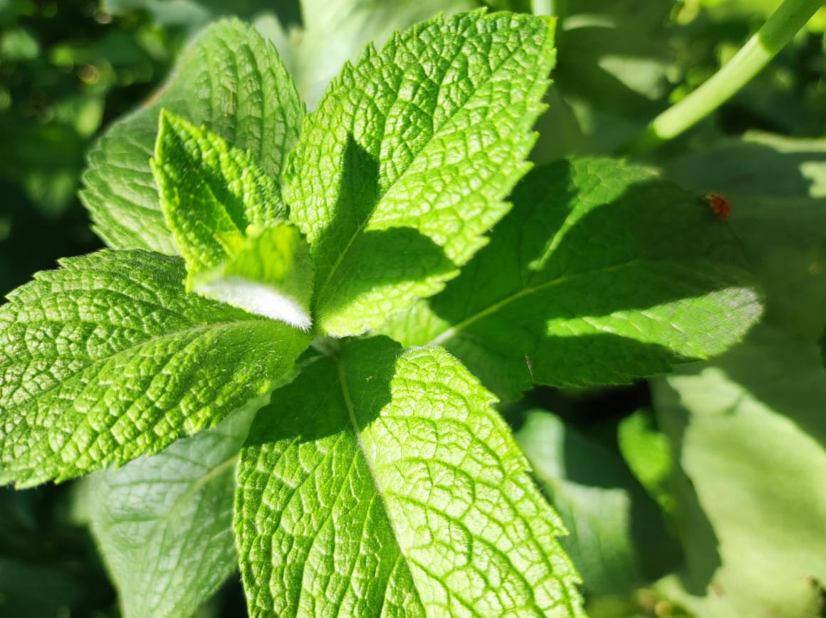 Menta, Planta, Planta de menta