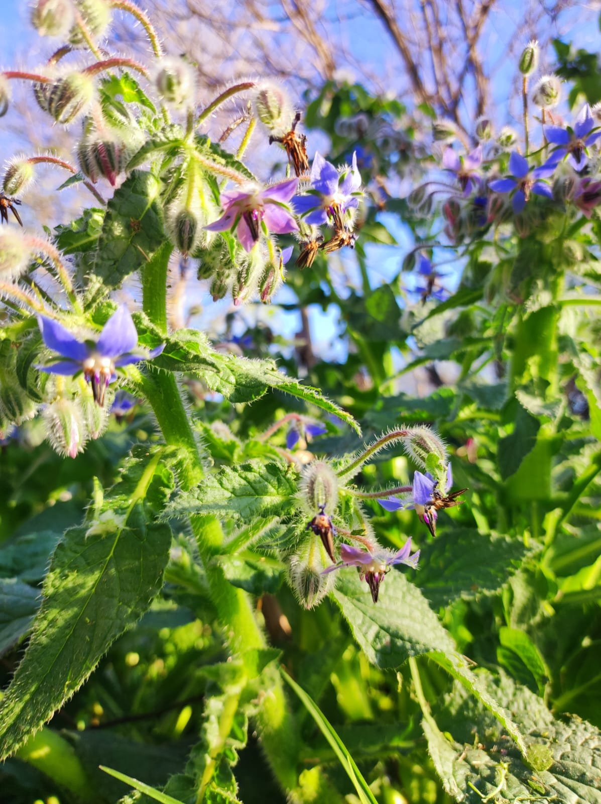 Flores, Violetas, Flores violetas, Fruto